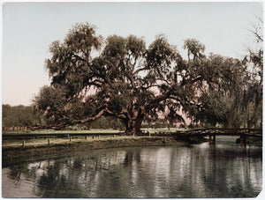 Walkin' & Preservin' - All About Audubon Park - 10/28 - Morning